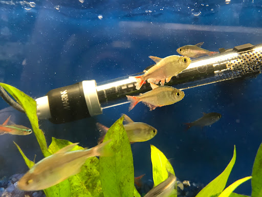 Pet Store «Petland Discounts - Westchester Sq.», reviews and photos, 25 Westchester Square, Bronx, NY 10461, USA