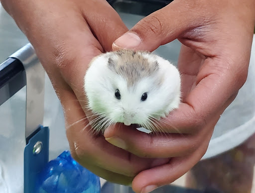 Pet Supply Store «PetSmart», reviews and photos, 3132 Vestal Pkwy E, Vestal, NY 13850, USA