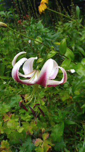 Gift Shop «Stonehedge Gardens», reviews and photos, 51 Dairy Rd, Tamaqua, PA 18252, USA