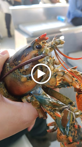 Sightseeing Tour Agency «Lulu Lobster Boat Ride», reviews and photos, 55 West St, Bar Harbor, ME 04609, USA