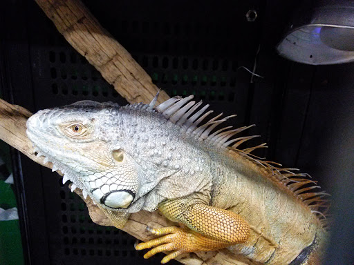 Pet Store «CUSTOM CREATURES PET SHOP», reviews and photos, 10727 N 19th Ave, Phoenix, AZ 85029, USA