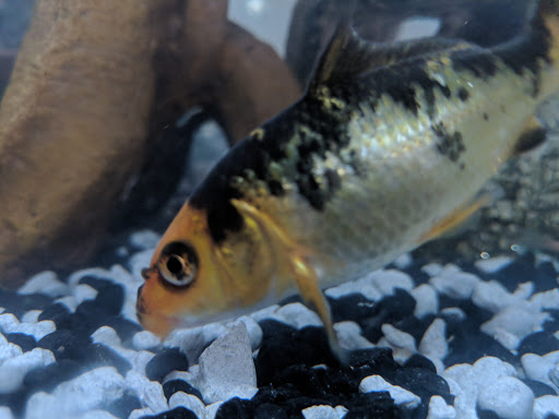 Pet Supply Store «Petco Animal Supplies», reviews and photos, 35860 Chester Rd, Avon, OH 44011, USA