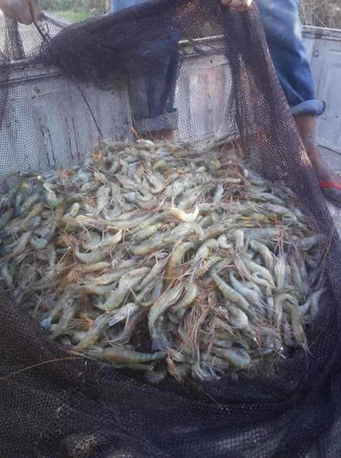 Maryout Company for Fish Farms