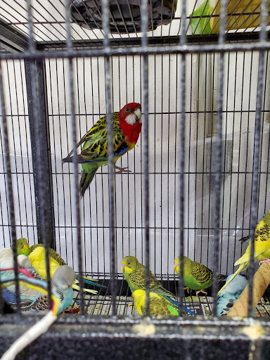 Pet Store «Purrfect Pets», reviews and photos, 1915 Mott Ave, Far Rockaway, NY 11691, USA