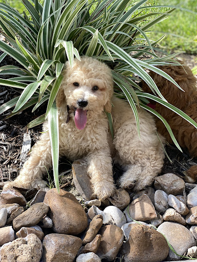 Pet Store «Pet Fair», reviews and photos, 1201 Lake Woodlands Dr, Spring, TX 77380, USA