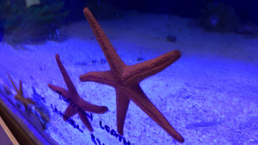 Pet Store «Corals and Fins», reviews and photos, 5011 W Hillsborough Ave, Tampa, FL 33634, USA