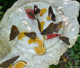 Mariposario de Xcaret photo
