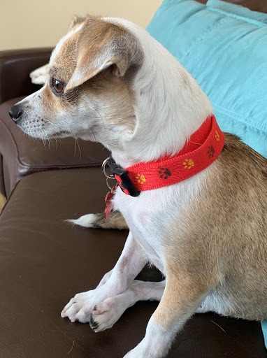 South Orange County Animal Hospital image