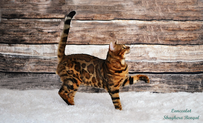 Chatterie Shaghera Bengal
