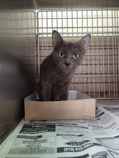Carson Animal Shelter image