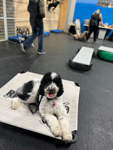 Ridgeside K9 NorCal Dog Training image