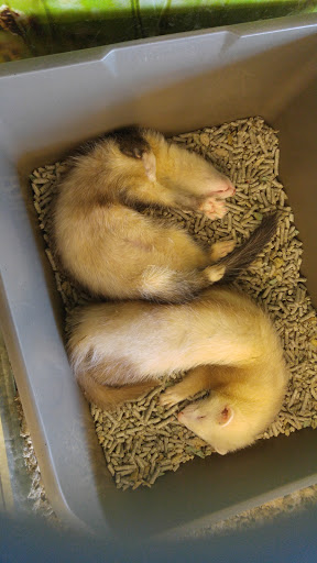 Pet Supply Store «Petco Animal Supplies», reviews and photos, 31419 Pacific Hwy S, Federal Way, WA 98003, USA