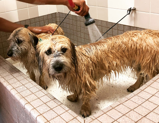 Pet Supply Store «Pet Food Express», reviews and photos, 1315 Linda Mar Shopping Center, Pacifica, CA 94044, USA