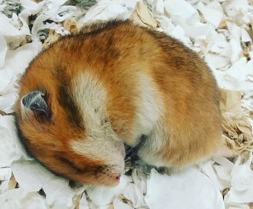 Pet Store «Petland Plano», reviews and photos, 1301 Custer Rd #405, Plano, TX 75075, USA