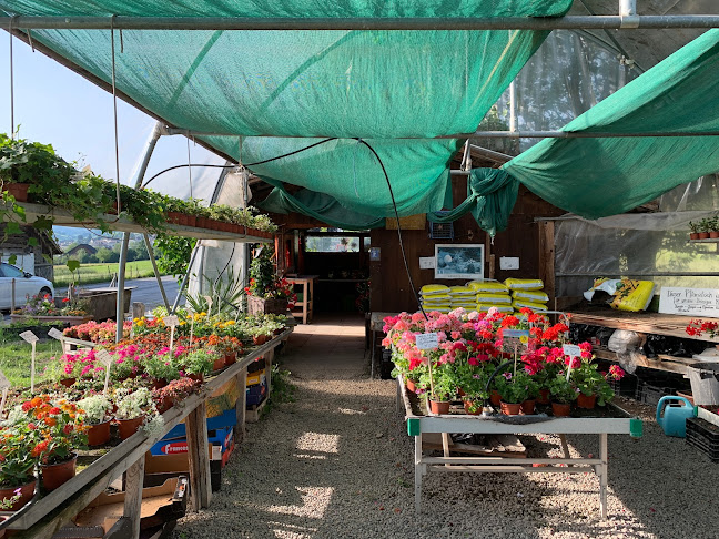 Rezensionen über Blumen Bluemä-Kari in Einsiedeln - Blumengeschäft