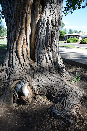 Park «Huston Lake Park», reviews and photos, 850 S Bryant St, Denver, CO 80219, USA