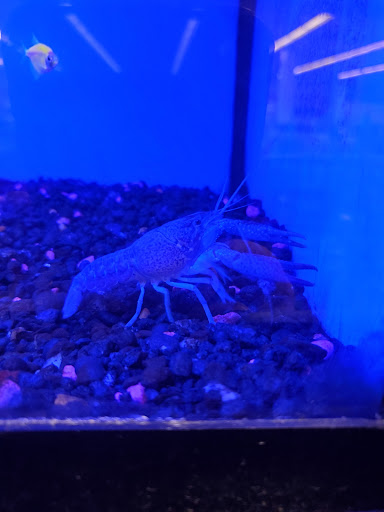 Pet Supply Store «Petco Animal Supplies», reviews and photos, 848 N Colony Rd c, Wallingford, CT 06492, USA