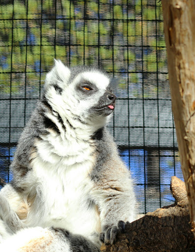 Zoo «Heritage Park Zoological Sanctuary», reviews and photos, 1403 Heritage Park Rd, Prescott, AZ 86301, USA