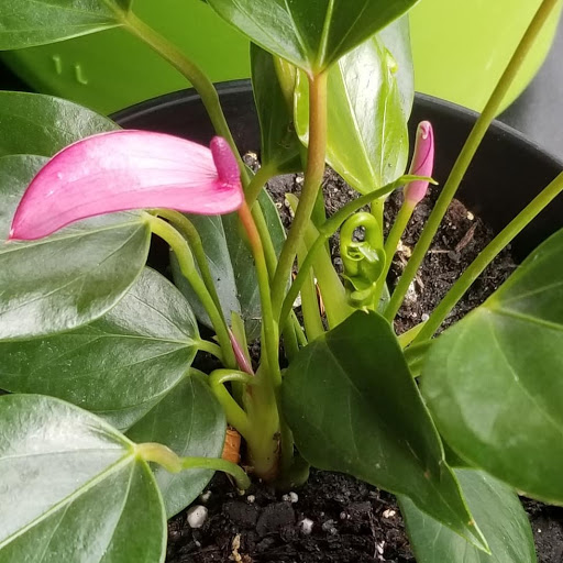 Garden Center «Pike Nurseries», reviews and photos, 6050 Bethelview Rd, Cumming, GA 30040, USA