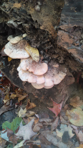 Nature Preserve «Beaver Meadow Audubon Center», reviews and photos, 1610 Welch Rd, Java Center, NY 14082, USA