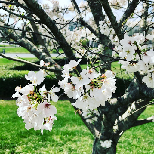 Golf Club «The Tradition Golf Club», reviews and photos, 3800 Prosperity Church Rd, Charlotte, NC 28269, USA