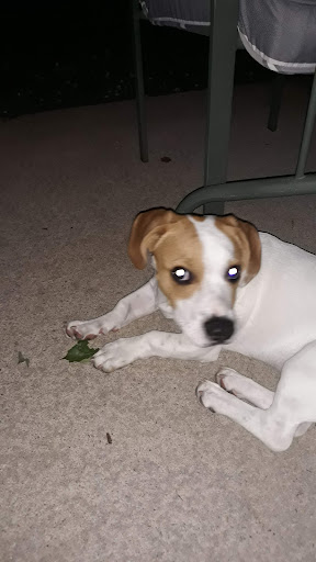 Pet Supply Store «Concord Pet Foods & Supplies», reviews and photos, 287 Christiana Rd, New Castle, DE 19720, USA