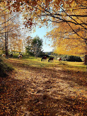 CENTRE EQUESTRE SEEBACH à Seebach