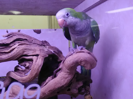 Pet Store «Forever Pets Inc», reviews and photos, 1030 Basse Rd, San Antonio, TX 78212, USA