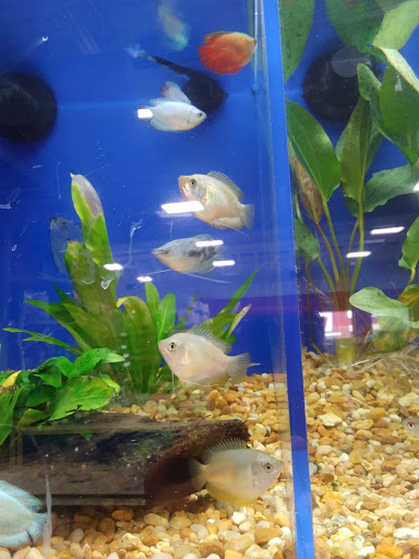 Pet Supply Store «Pet Supermarket, Inc.», reviews and photos, 9579 Bill Arp Rd #21, Douglasville, GA 30135, USA