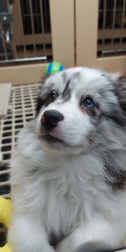 Pet Store «Petland Lancaster», reviews and photos, 1400 River Valley Cir N, Lancaster, OH 43130, USA