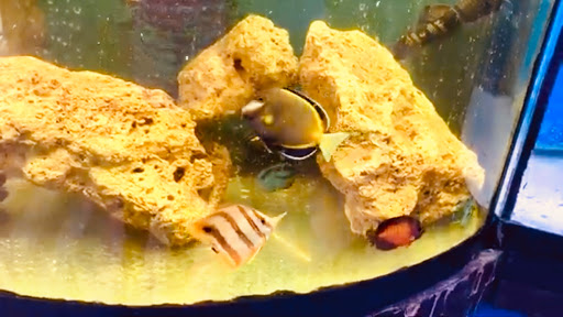 Pet Store «All Pets Club», reviews and photos, 1167 N Colony Rd, Wallingford, CT 06492, USA