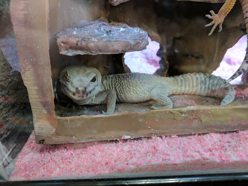 Pet Supply Store «Petco Animal Supplies», reviews and photos, 430 N Euclid St, Anaheim, CA 92801, USA