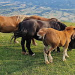 Photo n°7 de l'avis de Gunnar.c fait le 03/07/2023 à 18:48 sur le  Albergo Ristorante Monte Cucco da Tobia à Val di Ranco