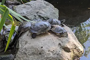 SDSU Turtle Pond image