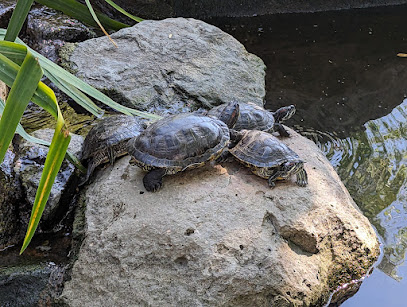 SDSU Turtle Pond