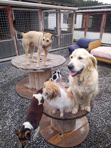Reviews of Ashburton Boarding Kennels & Cattery in Ashburton - Dog trainer