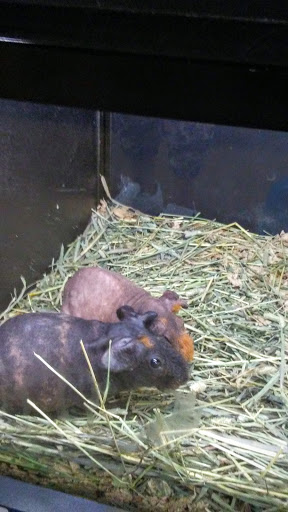 Pet Supply Store «Pet Supplies Plus», reviews and photos, 319 N Berkeley Blvd, Goldsboro, NC 27534, USA