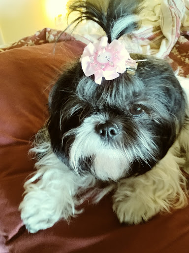 Pet Supply Store «Pet Supplies Plus», reviews and photos, 20020 Ashbrook Commons Plaza #150, Ashburn, VA 20147, USA