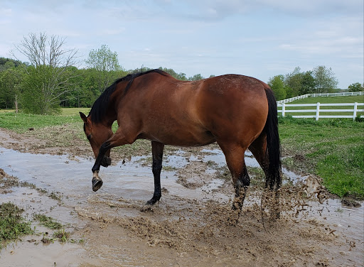 Harmony Equine Veterinary Services, P.c.