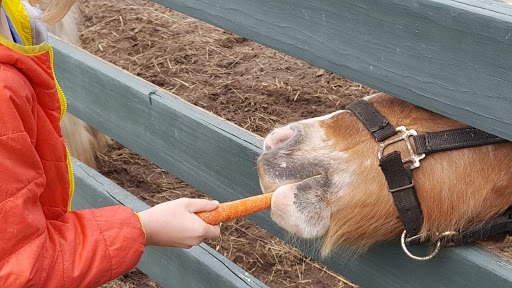 Stable «Lawton Stables», reviews and photos, 190 Greenwood Dr, Hilton Head Island, SC 29928, USA