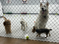 Bark & Bathe Grooming, DayCare and Boarding - Photo 7 - Car repair in Springfield, MO, Springfield