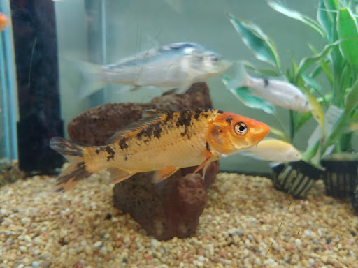 Pet Supply Store «Petco Animal Supplies», reviews and photos, 244 Pioneer Trail, Chaska, MN 55318, USA