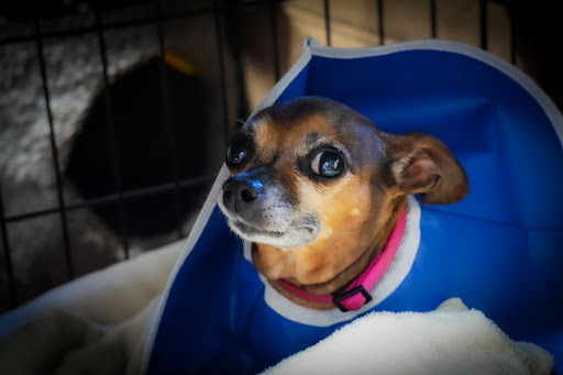 VCA Veterinary Emergency Service image