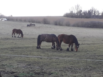 Éolienne à Bambiderstroff