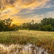 Prairie Pines Preserve