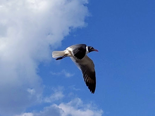 National Park «Jacob Riis Park (Gateway National Recreation Area)», reviews and photos, Rockaway Beach Blvd, Rockaway Park, NY 11694, USA