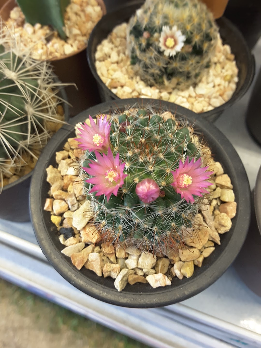 Photharam Cactus(โพธารามแคคตัส)