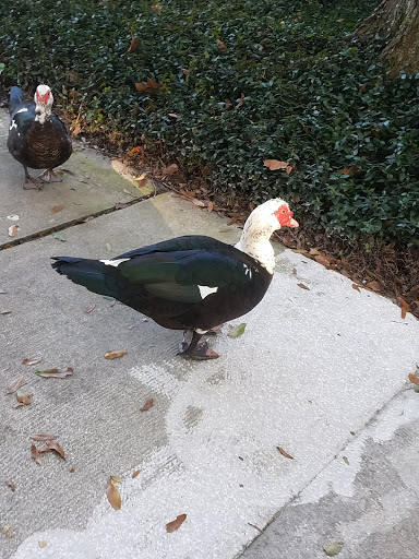 Park «Lake Lily Park», reviews and photos, 900 S Orlando Ave, Maitland, FL 32751, USA