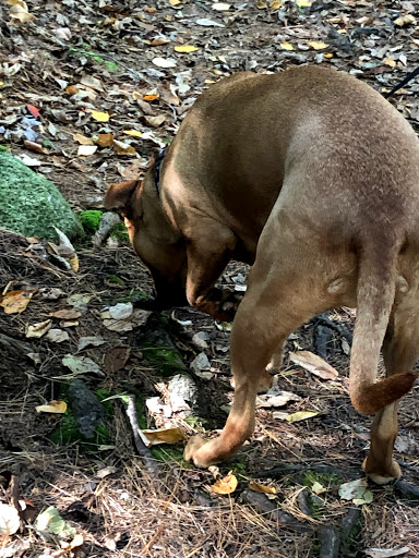 State Park «Wilson Mountain Reservation», reviews and photos, 384 Common St, Dedham, MA 02026, USA