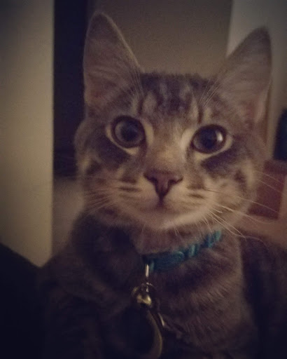 Non-Profit Organization «Heartland Humane Society», reviews and photos, 398 SW Twin Oaks Cir, Corvallis, OR 97333, USA